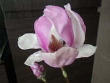 一番最初に咲いたサラサモクレンの花びらが開き雄しべと雌しべが見える2月20日の画像