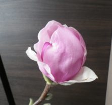 2番目に色づいたサラサモクレンの花びらが開きもうすぐ咲きそうな2月20日の画像