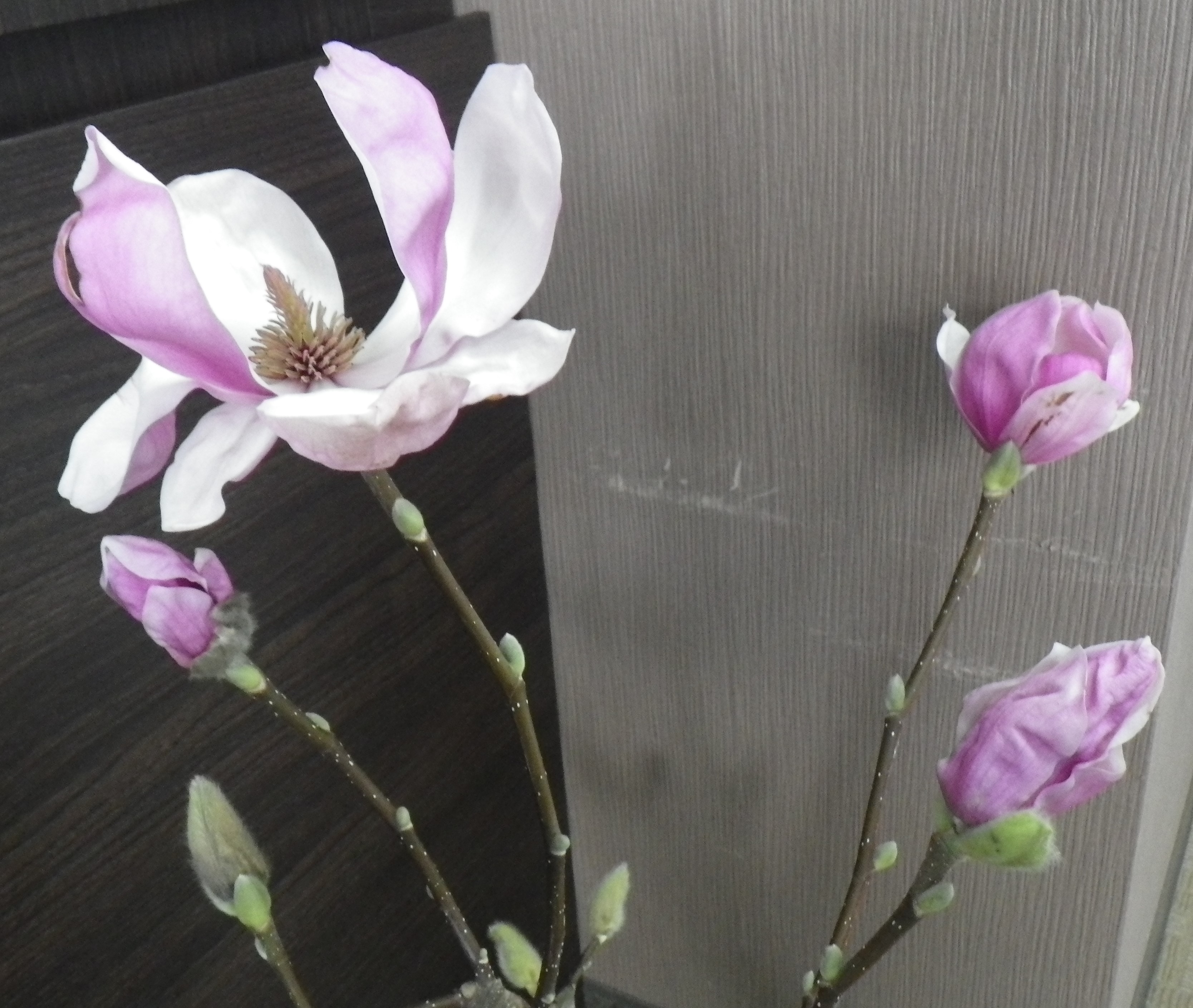 サラサモクレンが開ききった花1つと3つの蕾の2月21日の画像