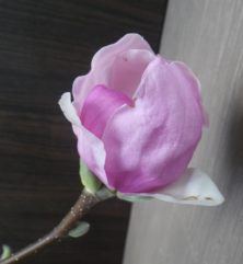 2番目に色づいたサラサモクレンが咲いている2月21日の画像