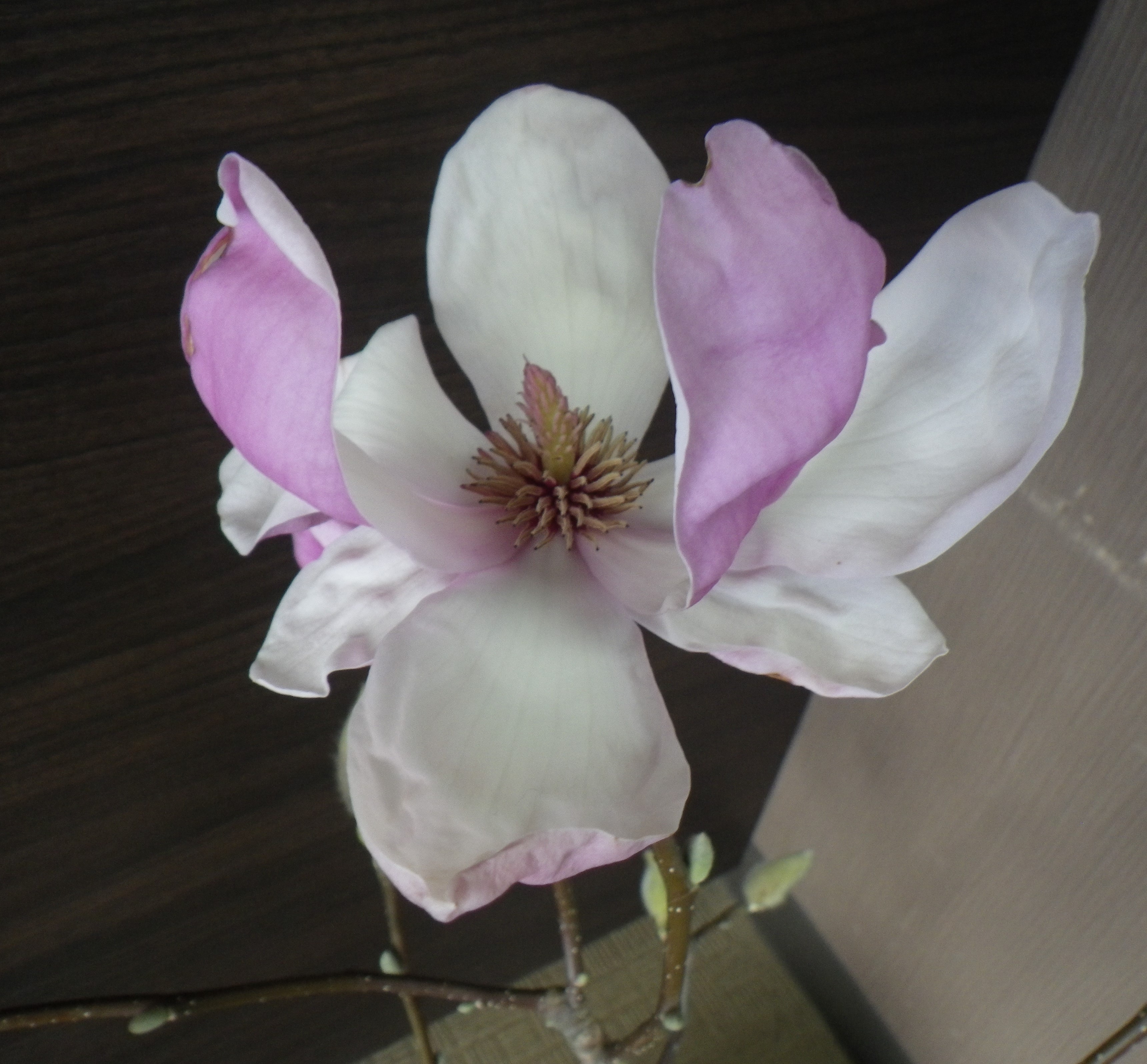 一番最初に咲いたサラサモクレンの花びらが開ききった2月21日の画像