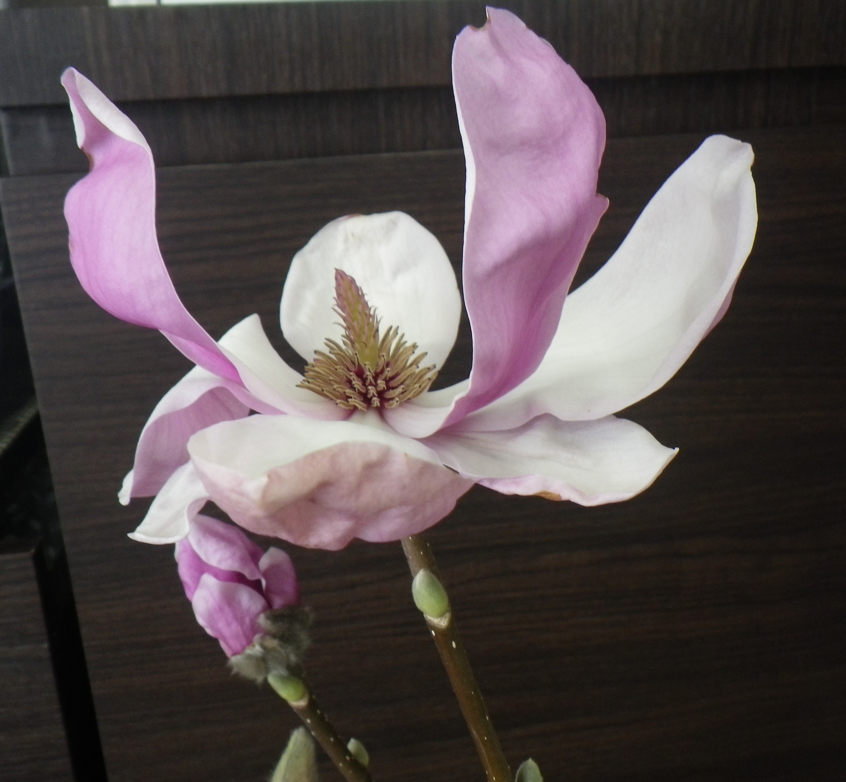 一番最初に咲いたサラサモクレンの花びらが開ききった2月22日の画像