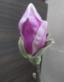 4番目に色づいたサラサモクレンの蕾が緩んで花びらが開きそうな2月22日の画像
