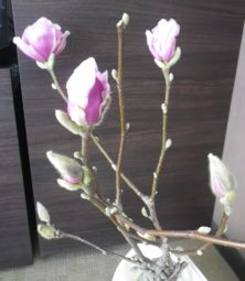 サラサモクレンの花1つと蕾4つの2月23日の画像