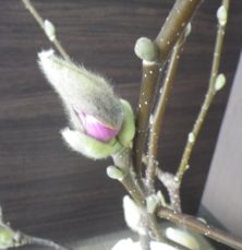 花びらを包んでいる苞葉からピンクの花びらが見え始めた5番目に色づいたサラサモクレン2月23日の画像