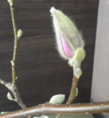 蕾を包んでいる苞葉からピンクの花びらが見え始めた6番目に色づいたサラサモクレン2月23日の画像