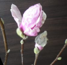 3番目に色き花が開きかけているサラサモクレンと6番目に色づいた蕾の2月25日の画像