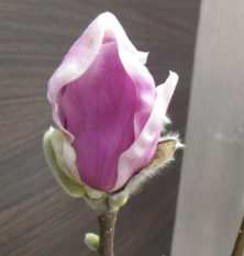 花びらが開き始めている4番目に色づいたサラサモクレン2月25日の画像