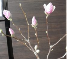 サラサモクレンの4つの蕾の2月26日の画像