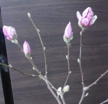 サラサモクレンの4つの蕾の2月27日の画像