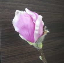 4番目に色づいたサラサモクレンの花びらが緩く開いている2月28日の画像