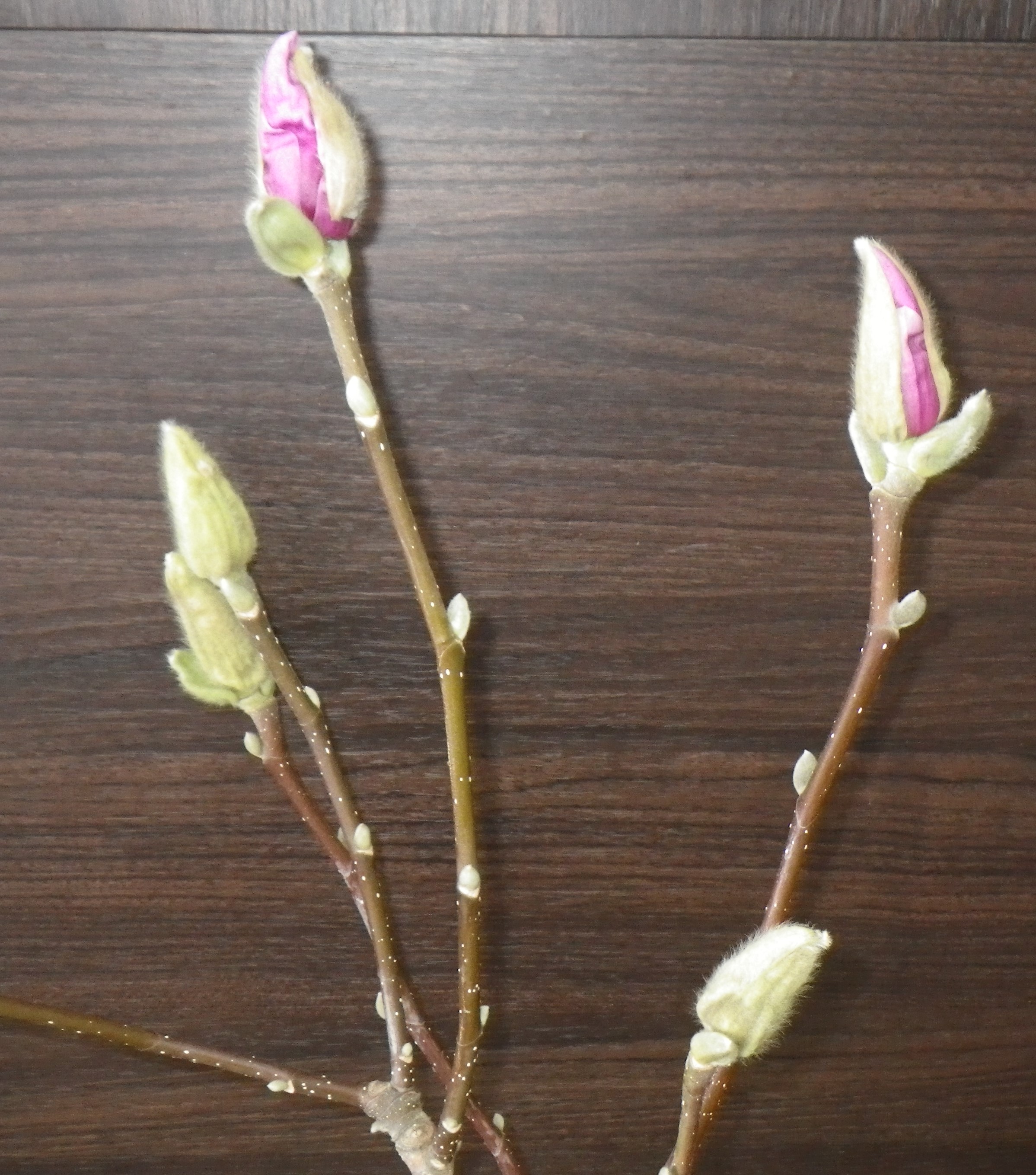 蕾が緩み始めピンクの花びらが見え始めたサラサモクレン2月7日の画像