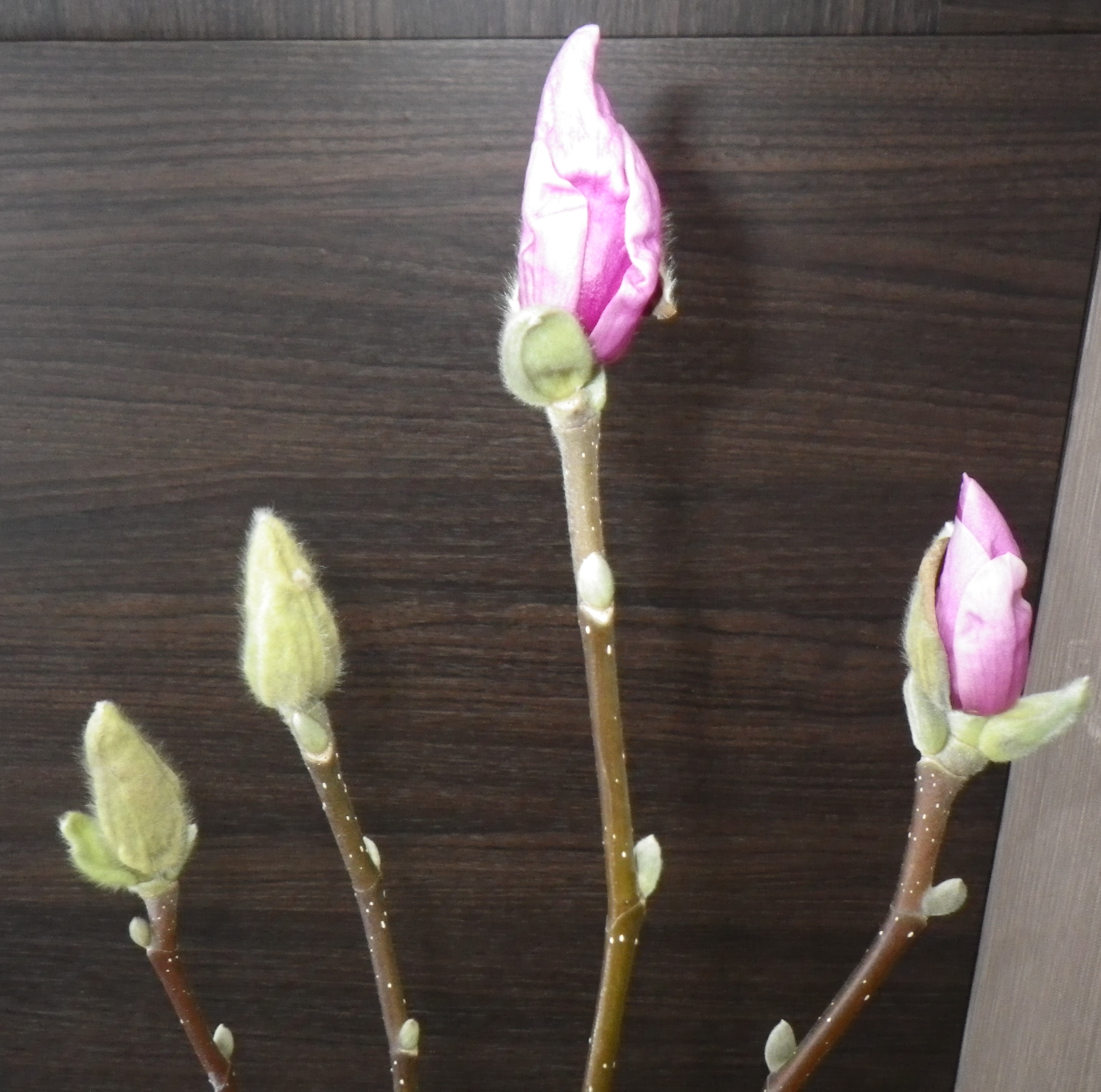 ピンクの花びらが見えるサラサモクレンとまだ見えない蕾の2月9日の画像