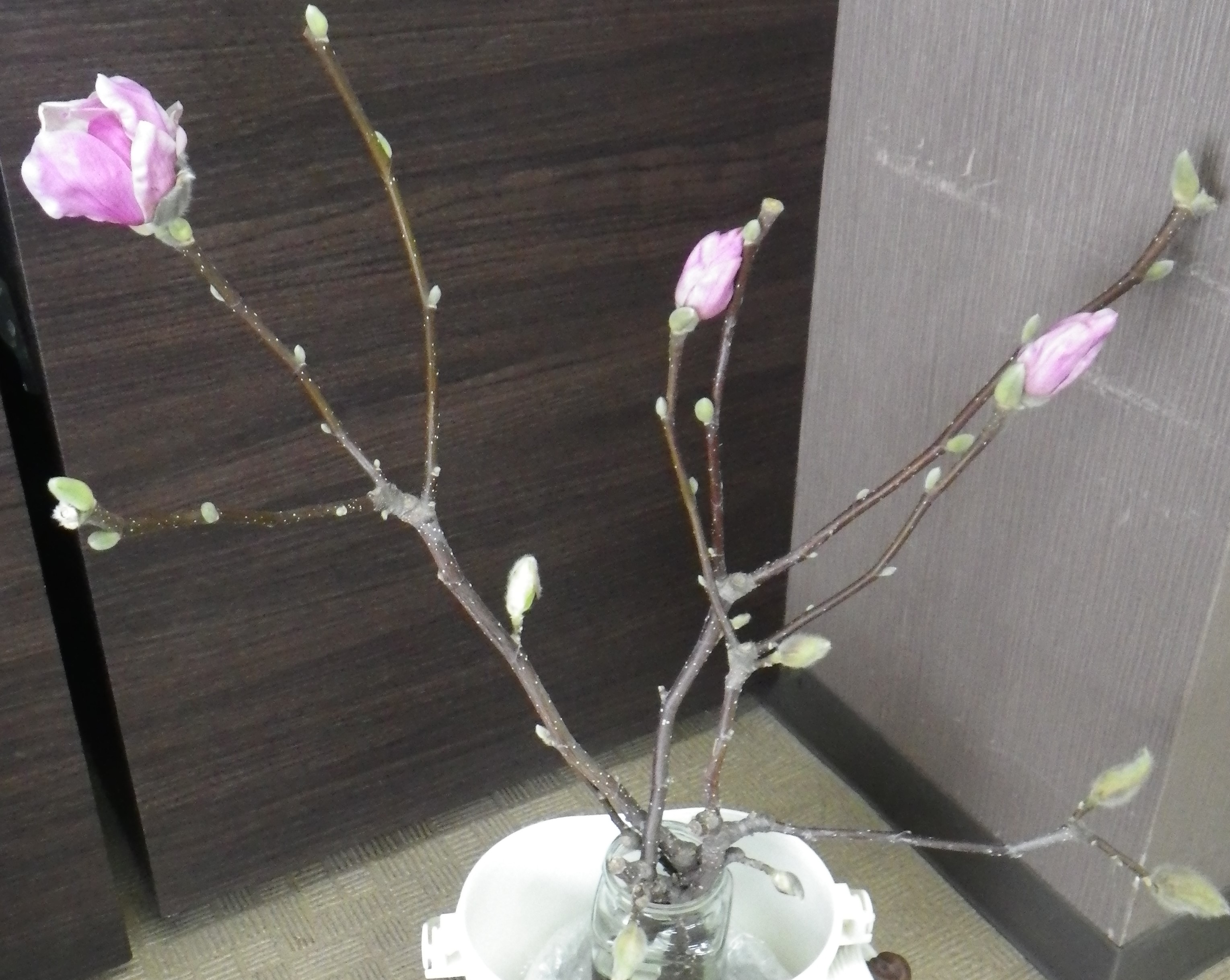 2つの蕾と1つの開花したサラサモクレンの3月2日の画像