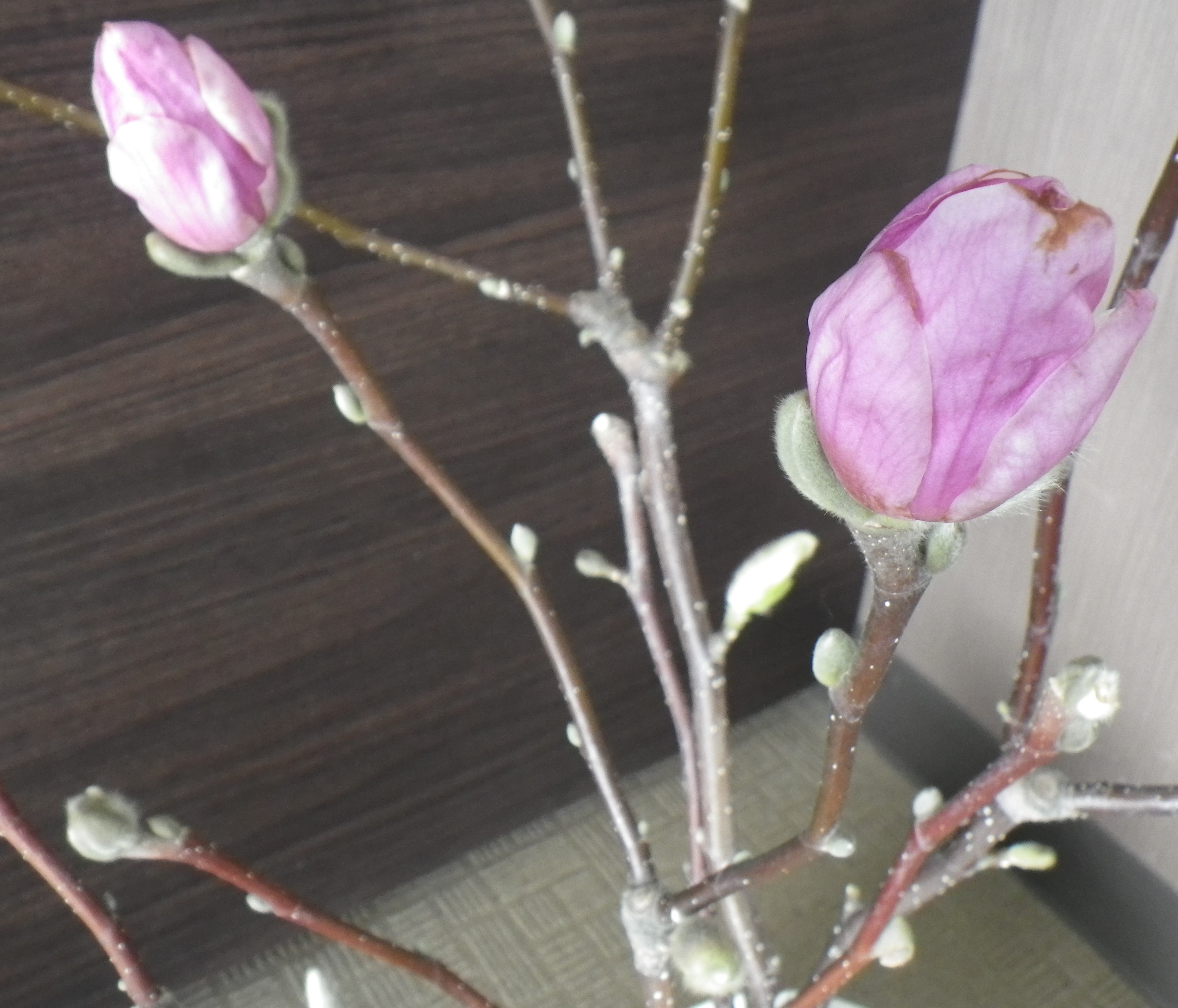 もうすぐ花が咲きそうなピンクのサラサモクレンの2つの蕾の3月4日の画像