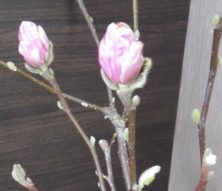 もうすぐ花が咲きそうなピンクのサラサモクレンの2つの蕾の3月5日の画像
