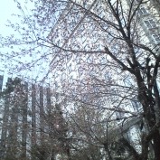 界隈の桜