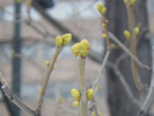 黄緑色の硬そうな芽が10個ほどついているライラックの冬芽の画像