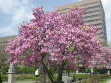 ピンク色のサラサモクレンが満開の5月の画像