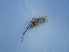 雪の上のシンジュの翼果の画像
