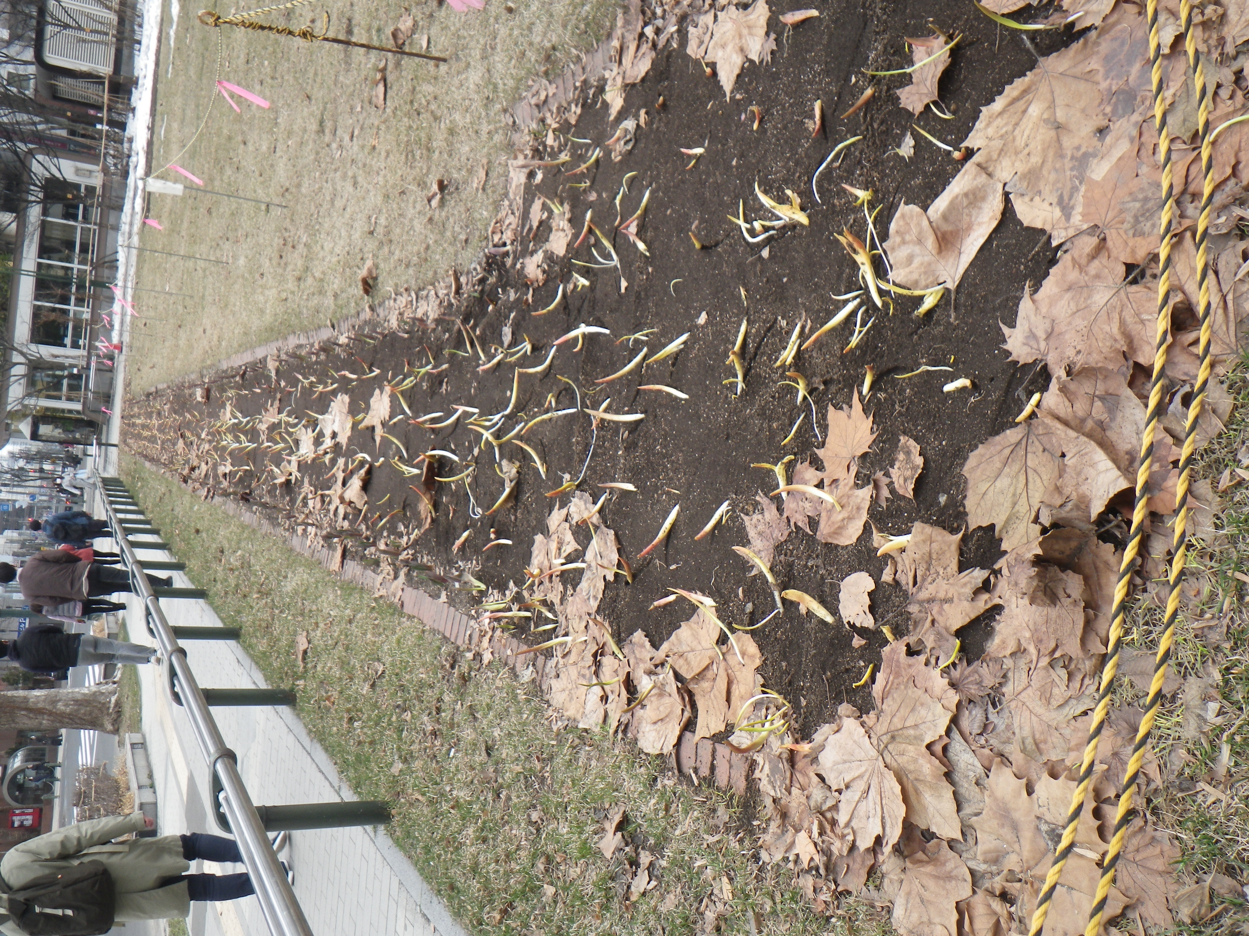 たくさんの芽が出た東側チューリップ花壇の画像