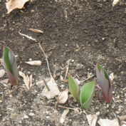 10センチほどに育ったチューリップの芽の画像