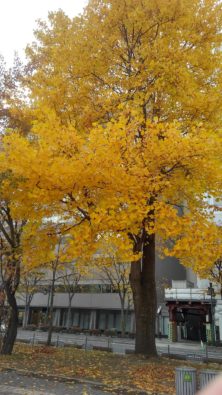 秋に真っ黄色になったユリノキの画像