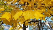 黄色に色付いたユリノキの葉のアップの画像