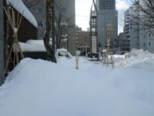大雪で上部の竹のみが見える冬囲いの画像