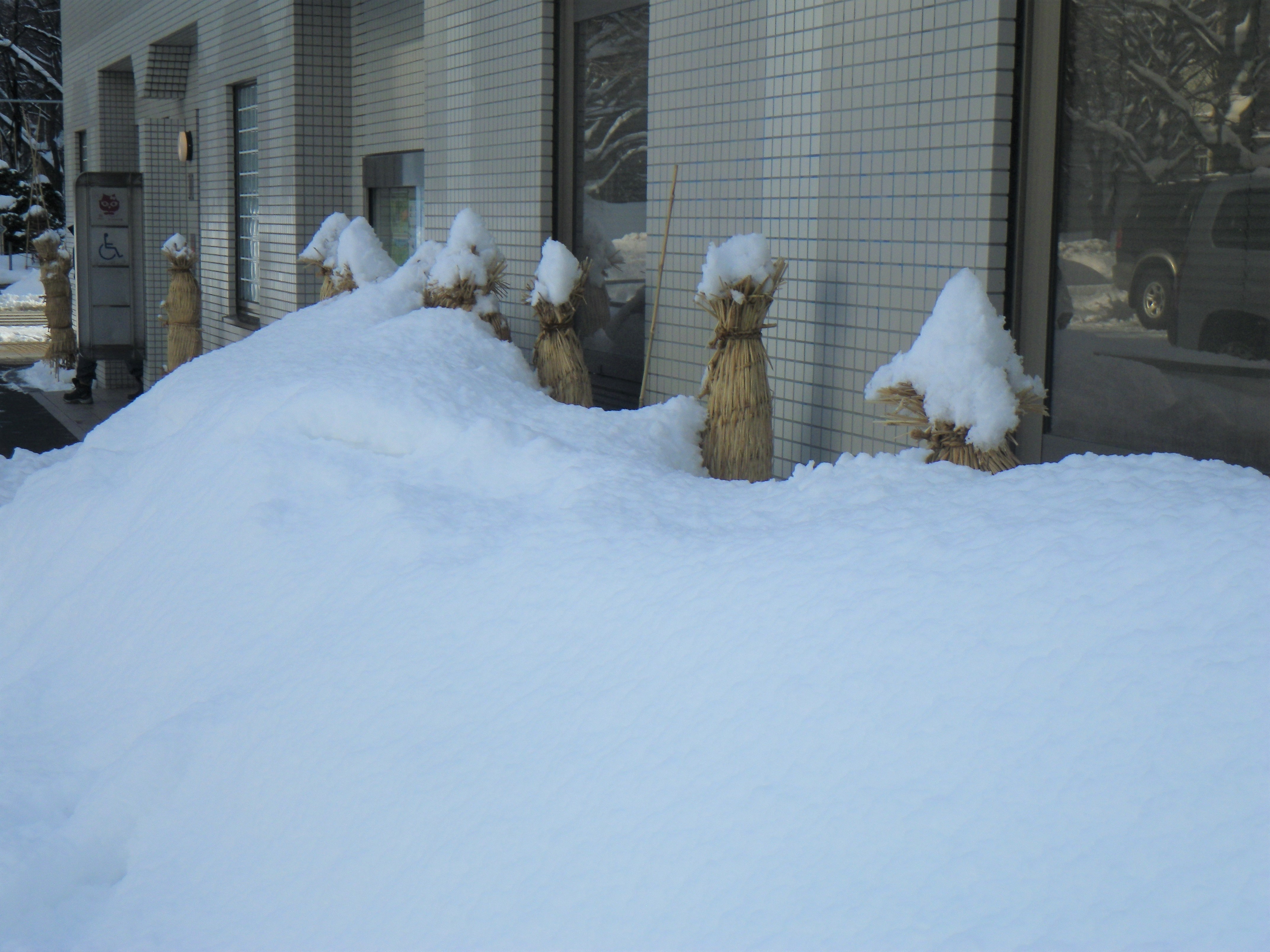 トイレの建物前のむしろで冬囲いされたアジサイが雪に埋もれている画像