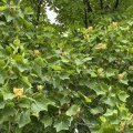 本日のボランティア活動 (花壇)