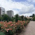 本日のボランティア活動（バラ）