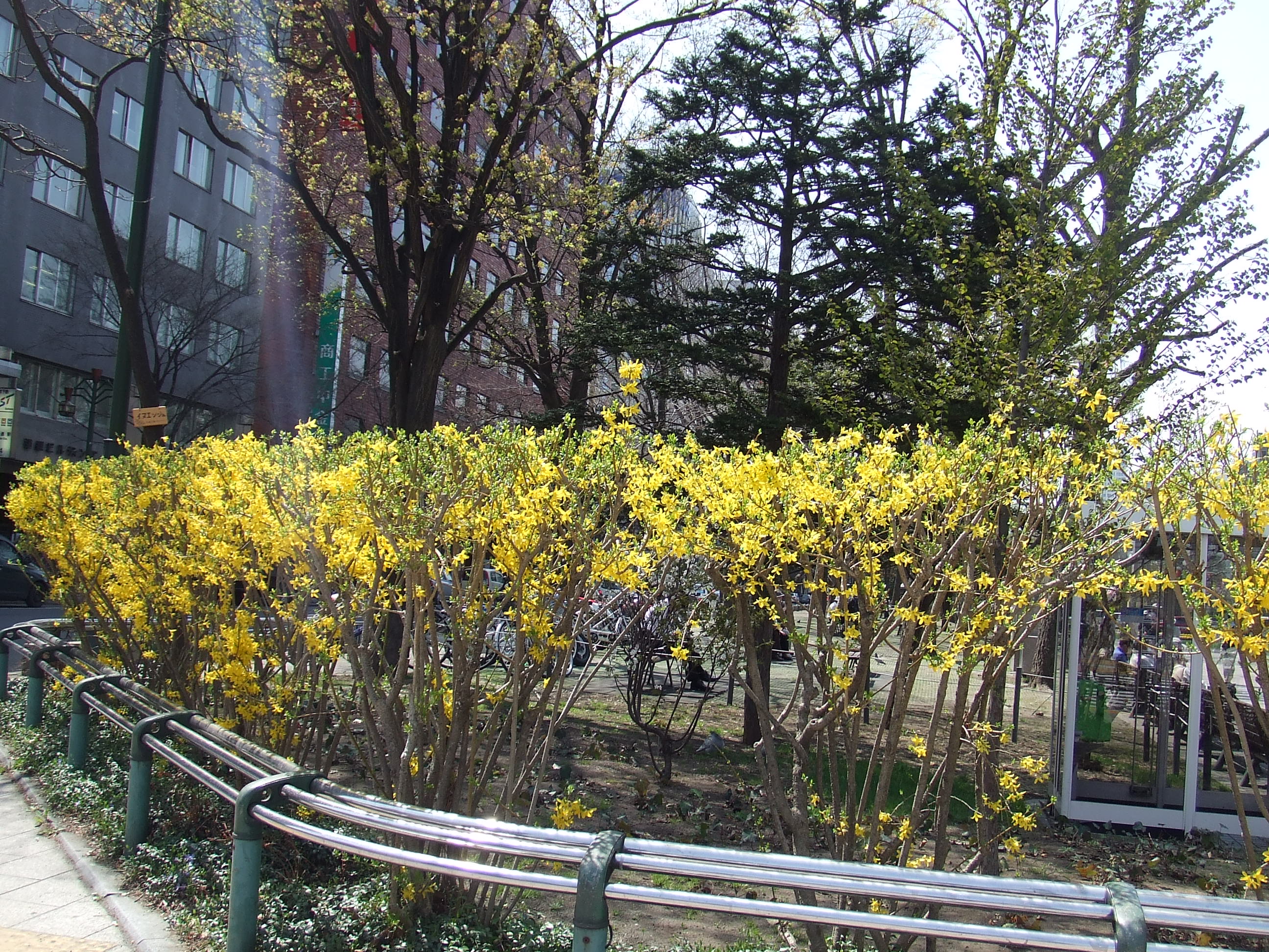 レンギョウ 大通公園 公益 財団法人 札幌市公園緑化協会