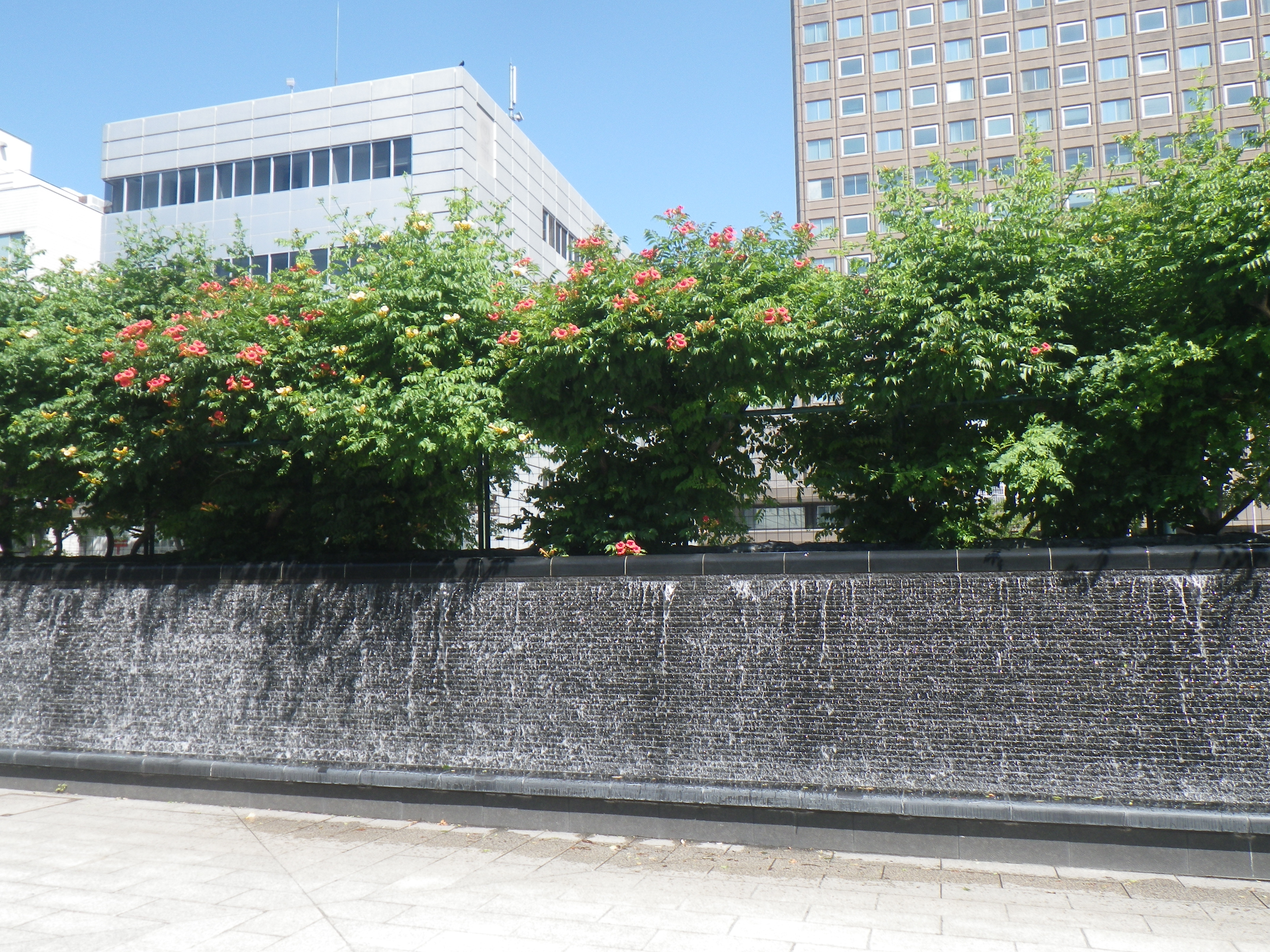 西2丁目アメリカノウゼンカズラと壁泉 大通公園 公益 財団法人 札幌市公園緑化協会