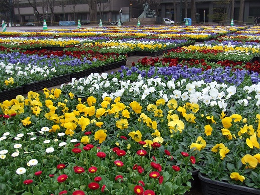 春花壇の準備 大通公園 公益 財団法人 札幌市公園緑化協会