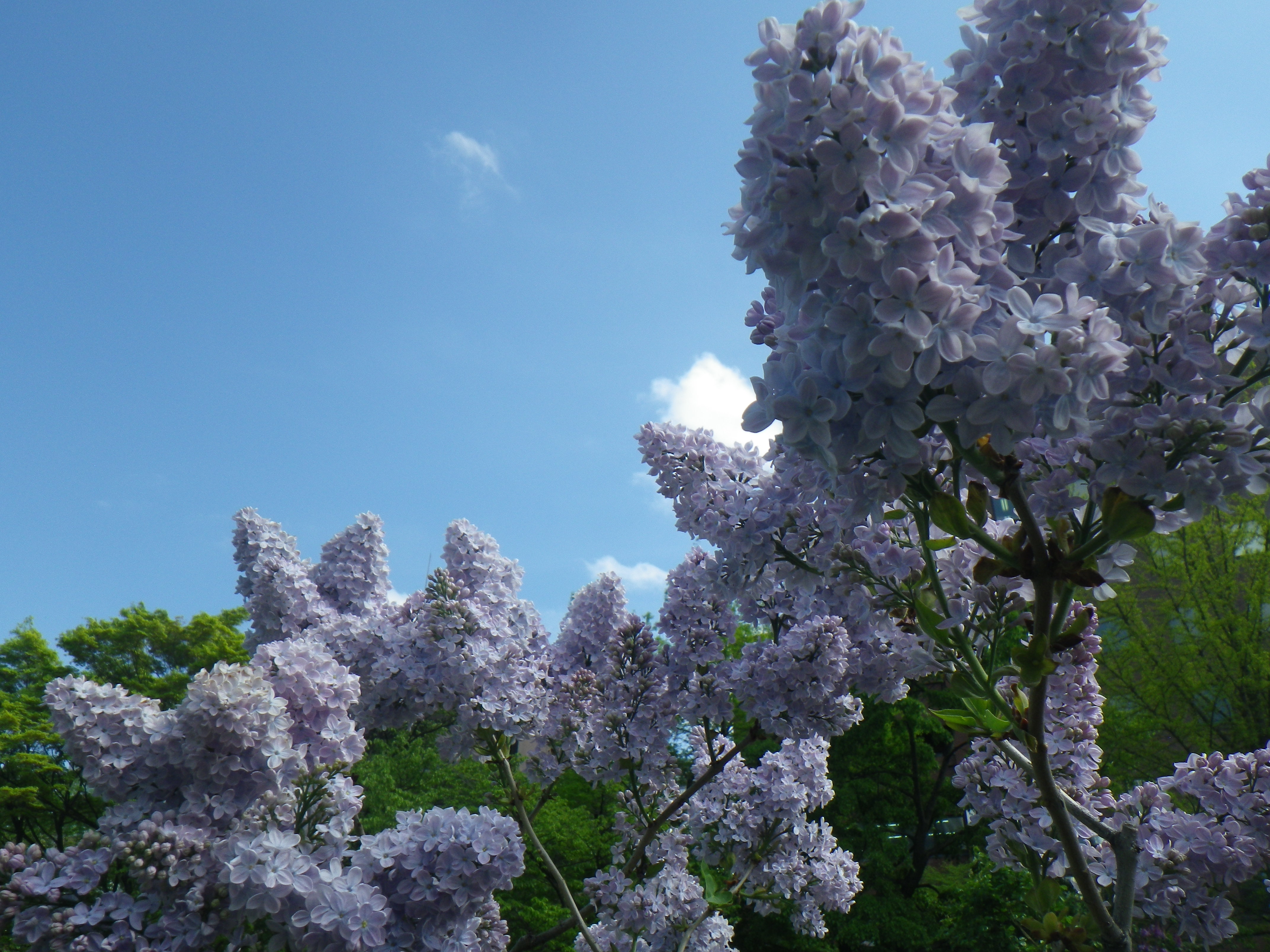西12南側ライラック R3 5 大通公園 公益 財団法人 札幌市公園緑化協会