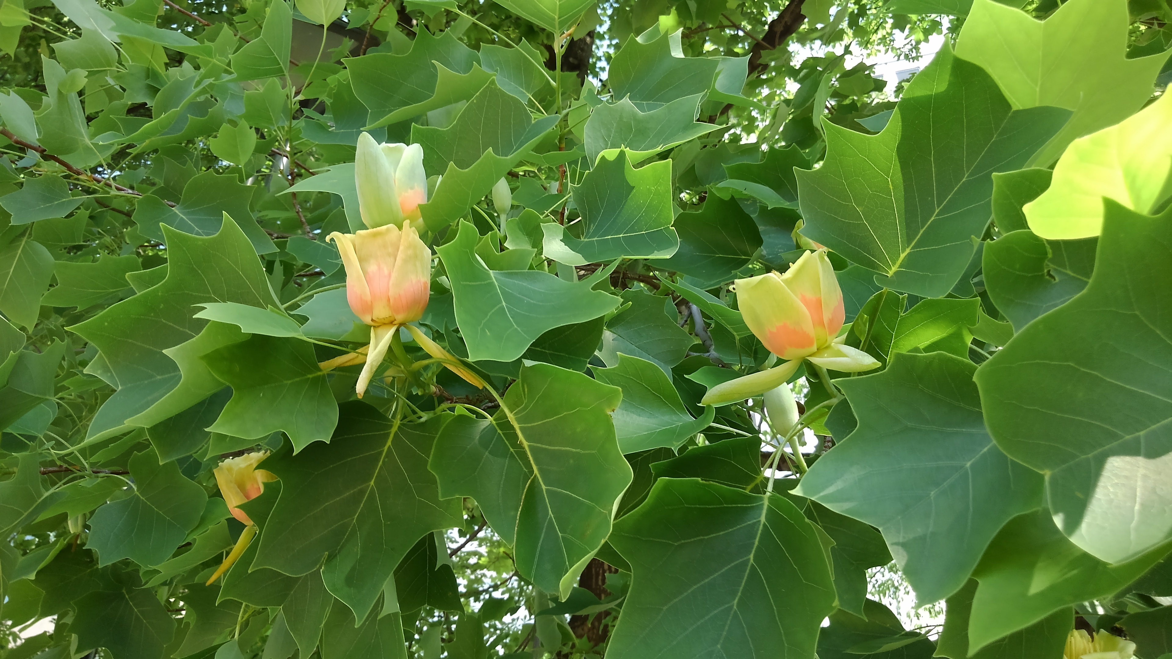 西7北側ユリノキr3 6 13 大通公園 公益 財団法人 札幌市公園緑化協会