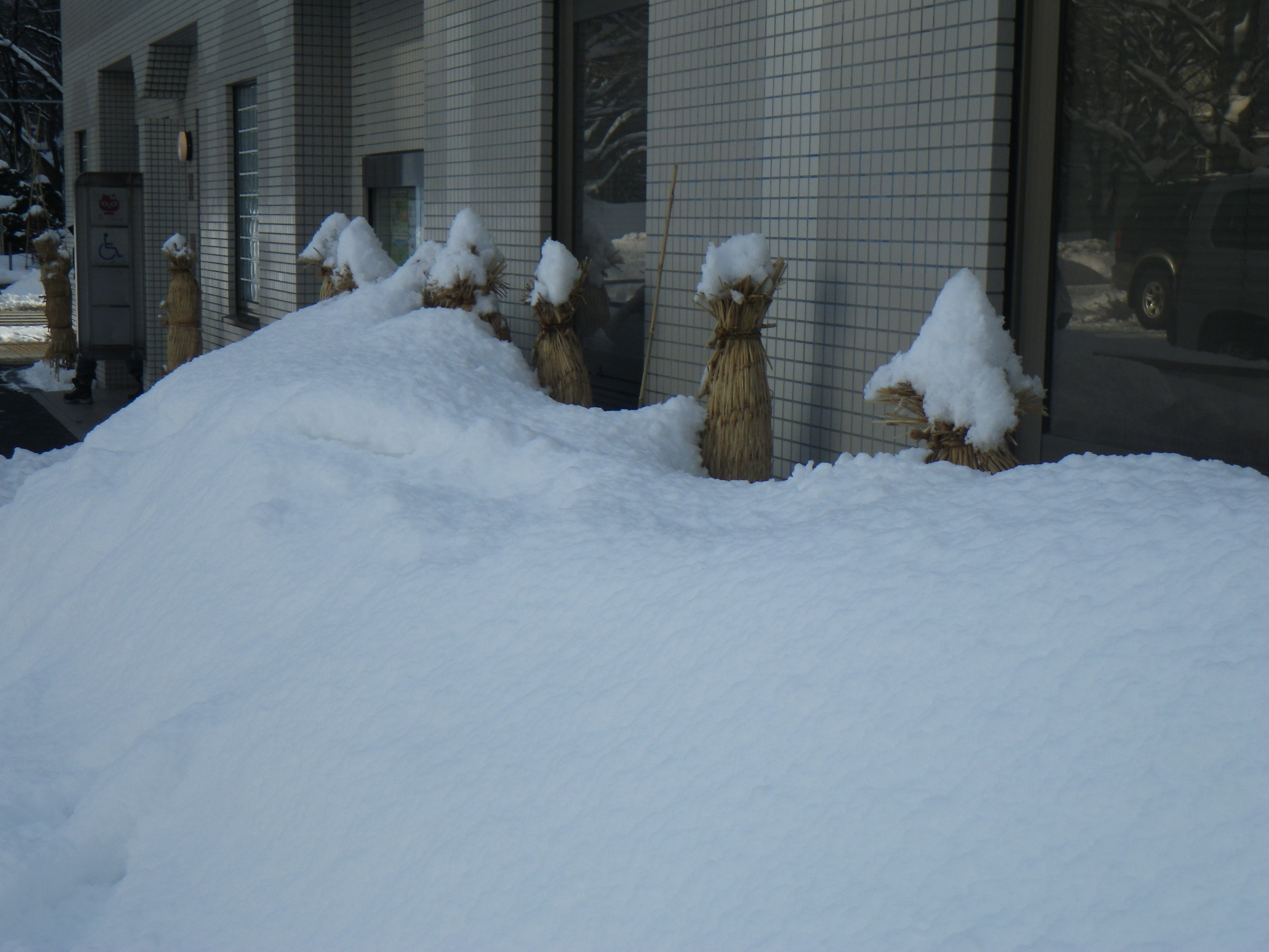 西7南側アジサイ冬囲いr4 1 17 大通公園 公益 財団法人 札幌市公園緑化協会