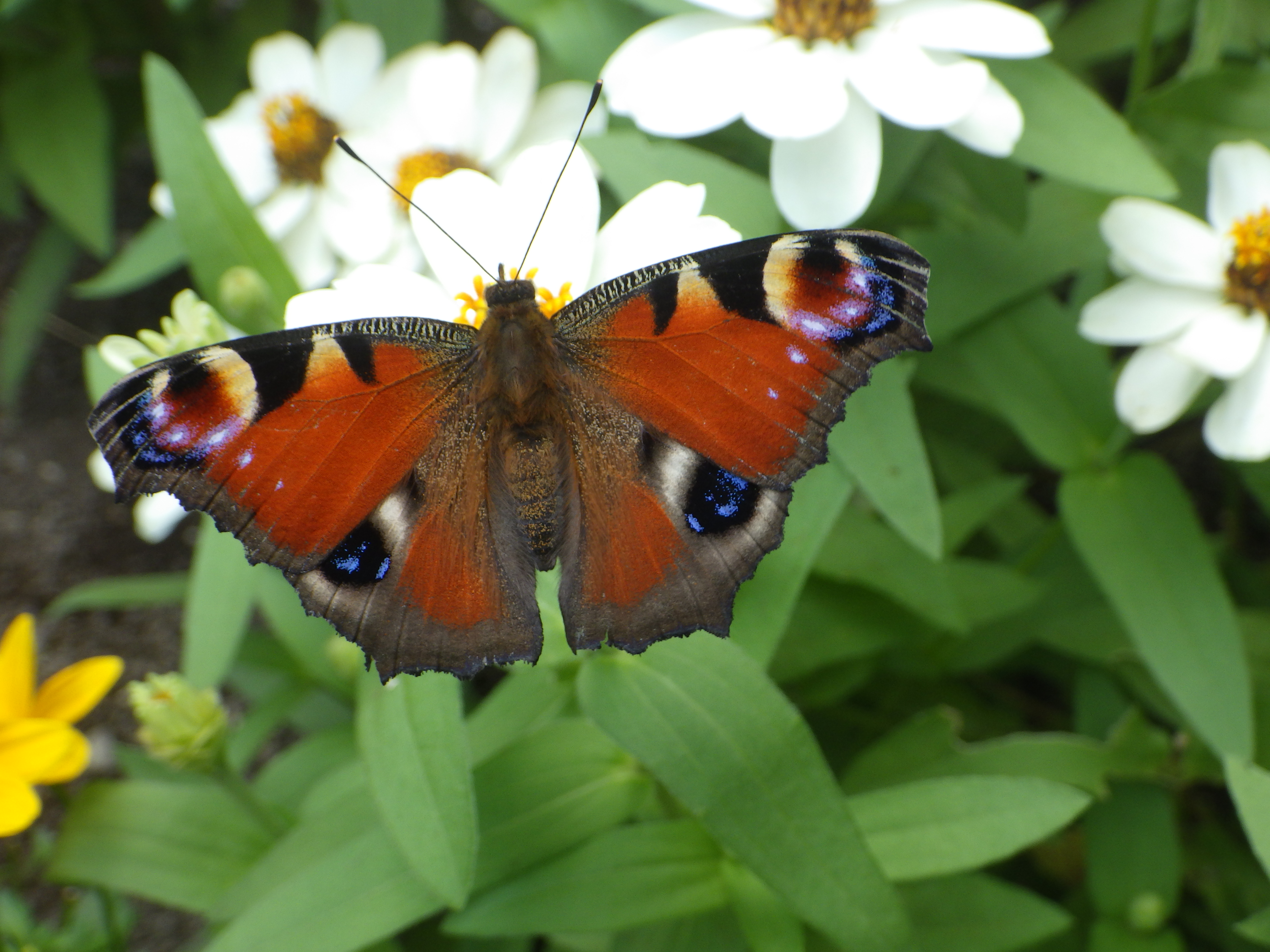 0825クジャクチョウ | 大通公園 -公益 財団法人 札幌市公園緑化協会