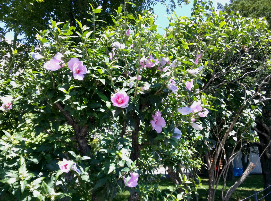 八月の花 大通公園 公益 財団法人 札幌市公園緑化協会