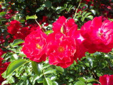 小谷 博貞「薔薇園の夢」 中庭(ローズガーデン) | 施設 | 白い恋人パーク