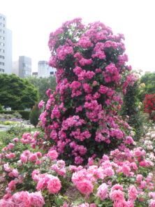 6月21日 バラ園の様子 | 大通公園 -公益 財団法人 札幌市公園緑化協会