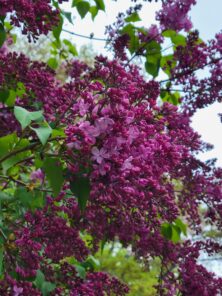 ライラックが咲き始めました | 大通公園 -公益 財団法人 札幌市公園