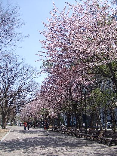 サクラとライラック | 大通公園 -公益 財団法人 札幌市公園緑化協会