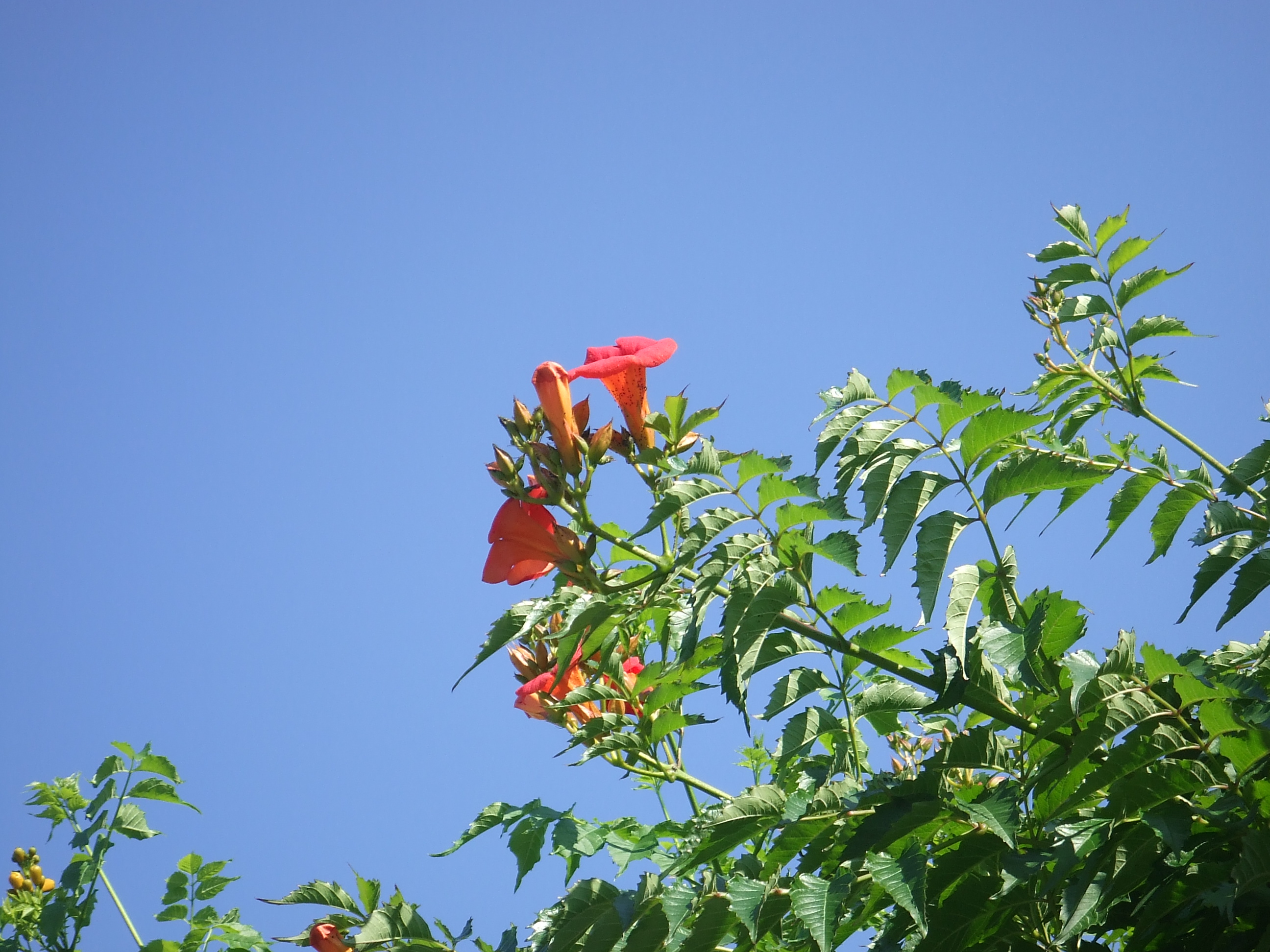 ２丁目アメリカノウゼンカツラ 大通公園 公益 財団法人 札幌市公園緑化協会