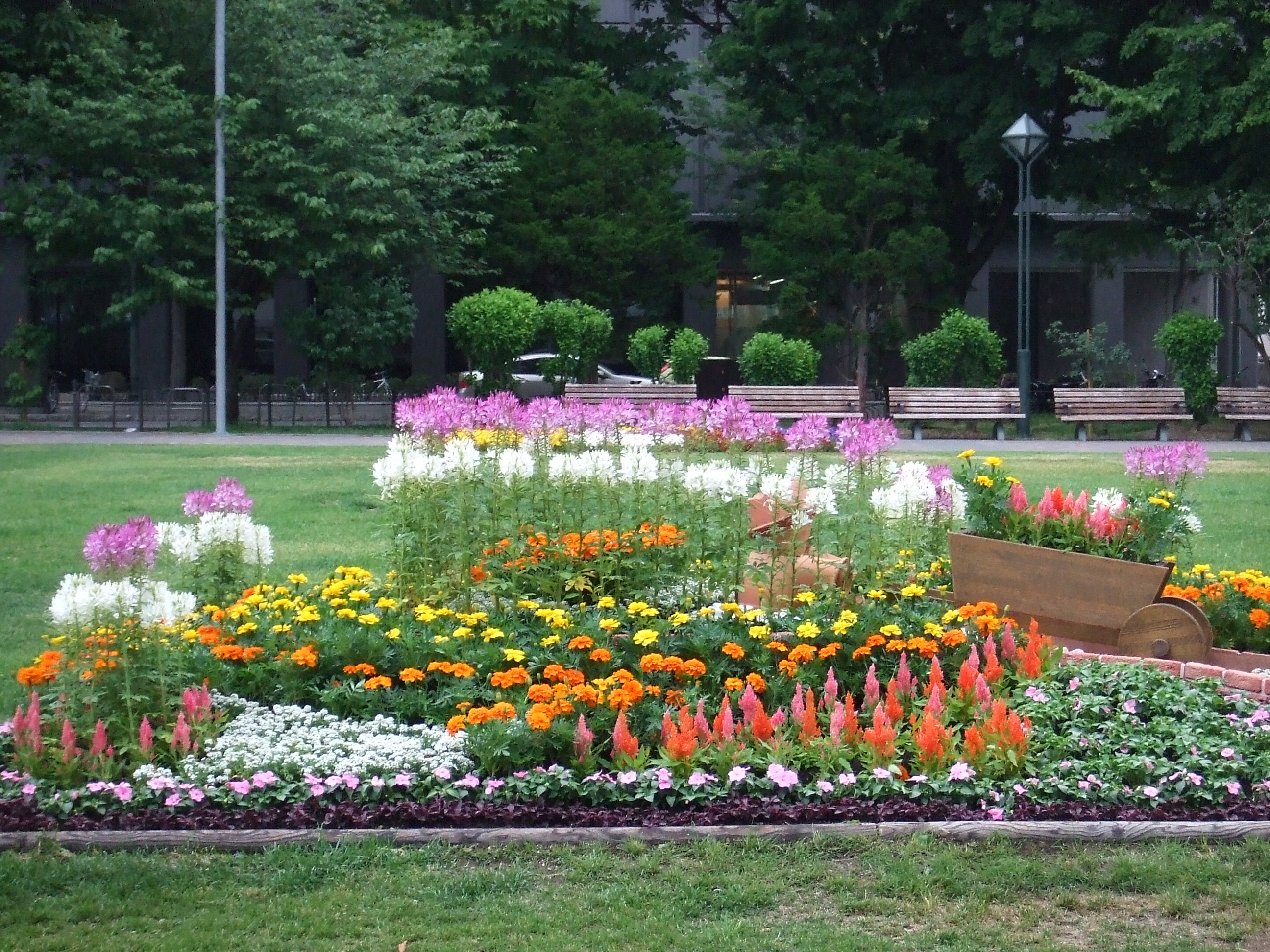コンクール花壇造成中 大通公園 公益 財団法人 札幌市公園緑化協会