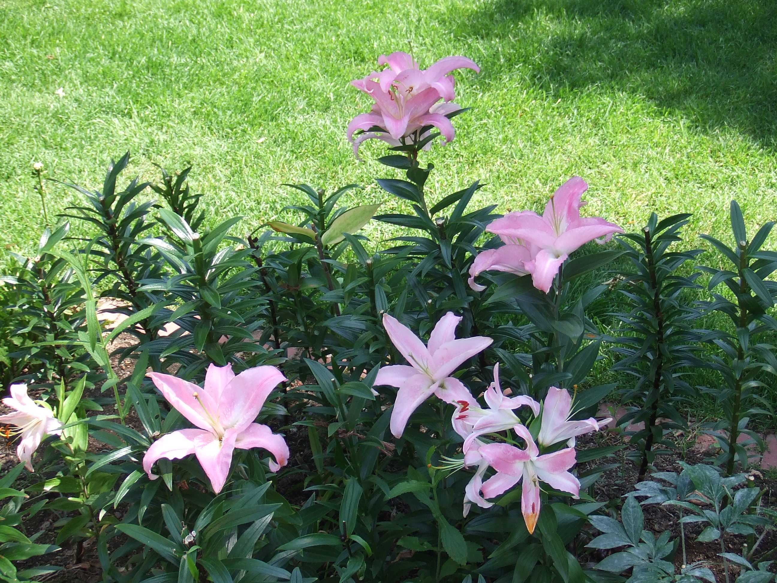 八月の花 大通公園 公益 財団法人 札幌市公園緑化協会