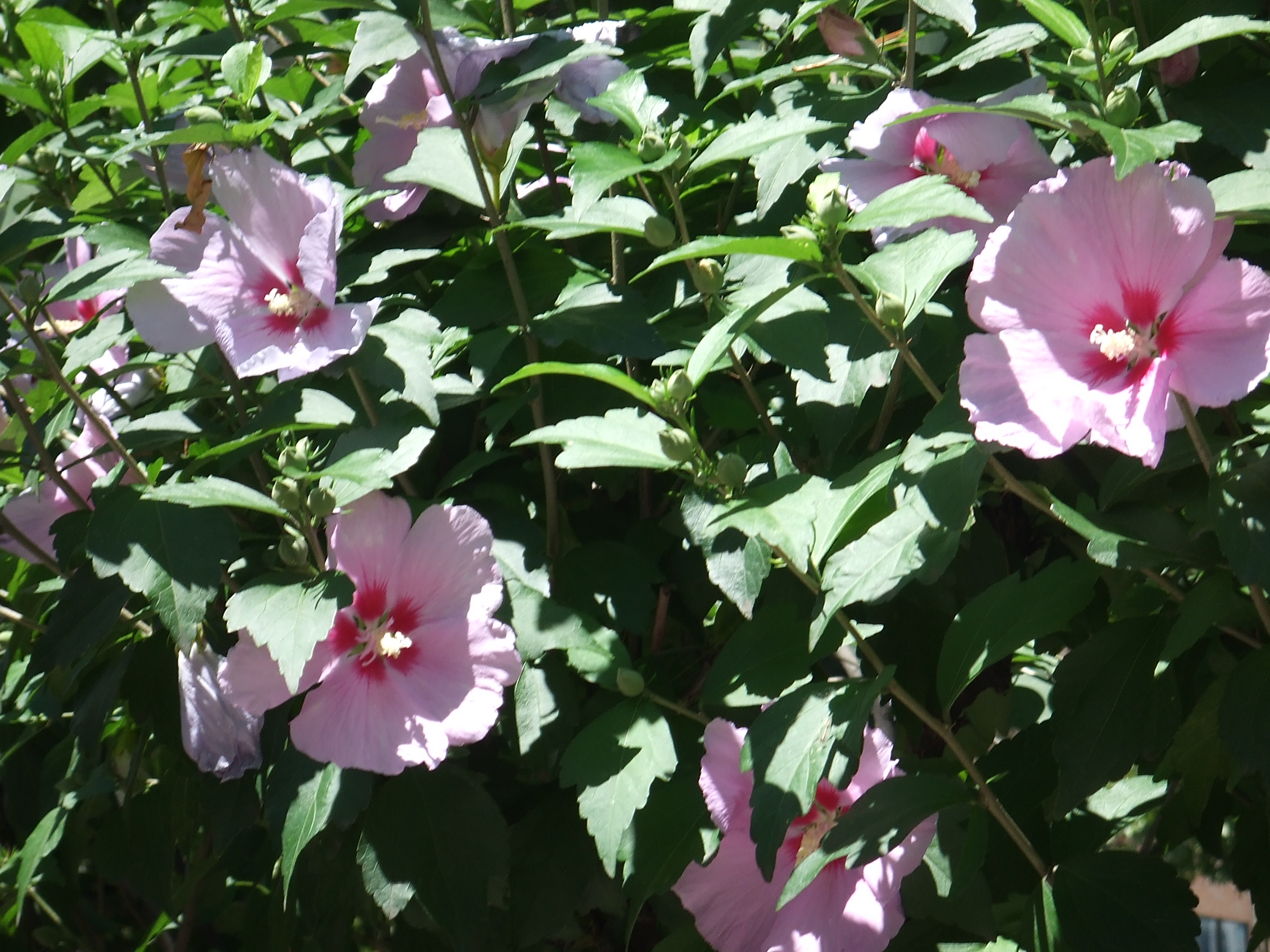 八月の花 大通公園 公益 財団法人 札幌市公園緑化協会