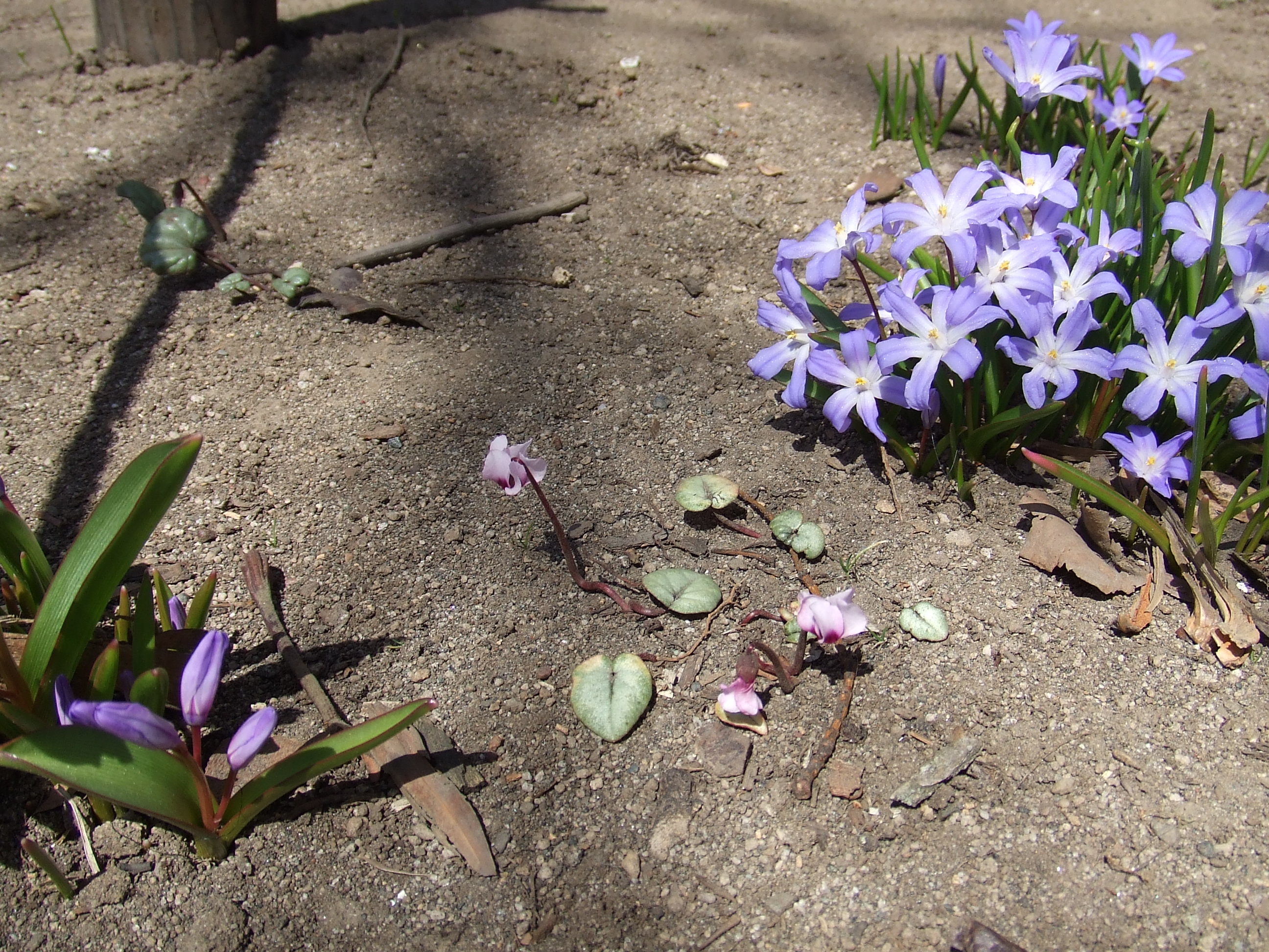 ほころぶ花たち | 大通公園 -公益 財団法人 札幌市公園緑化協会