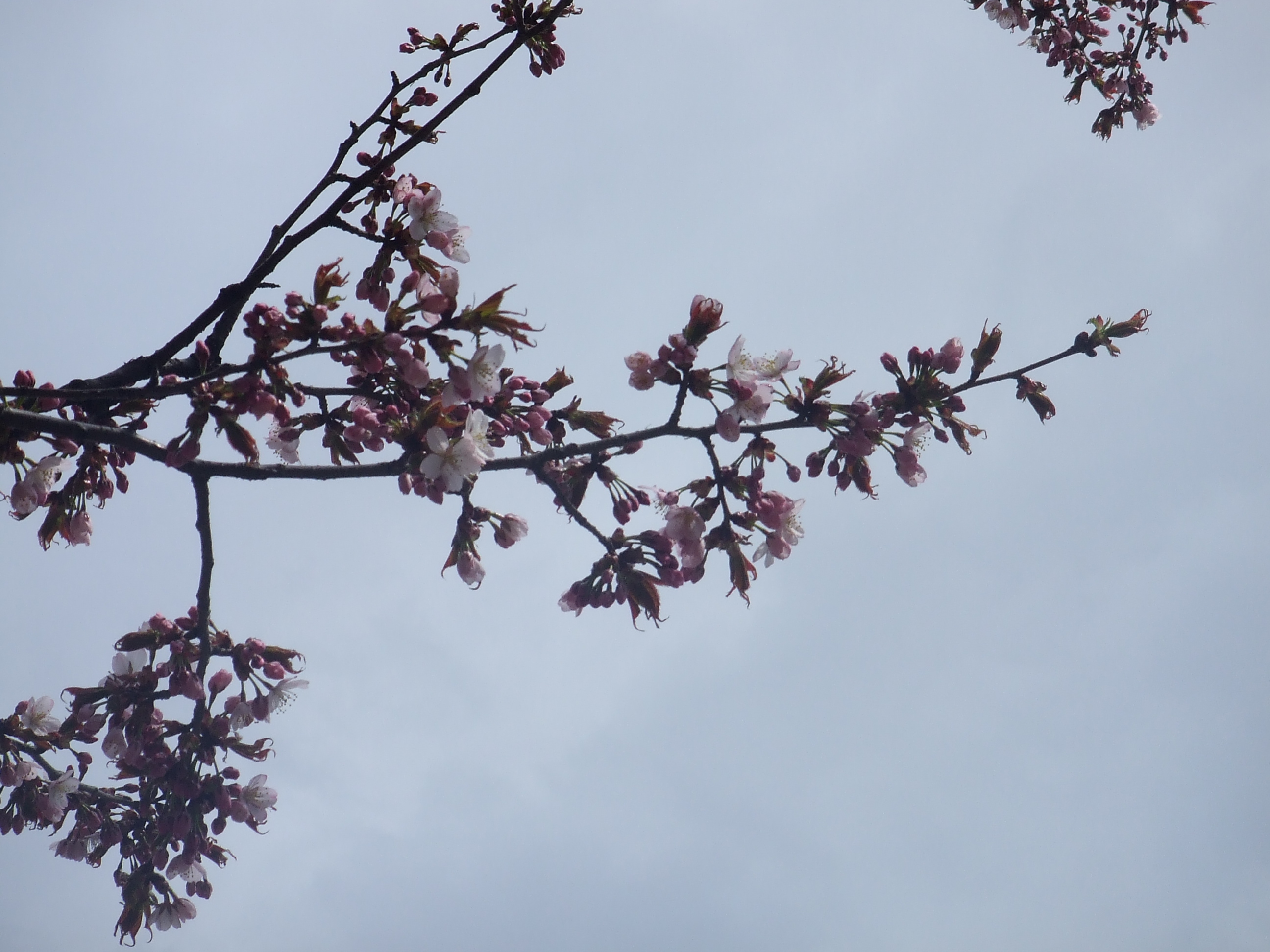 桜の開花状況 大通公園 公益 財団法人 札幌市公園緑化協会